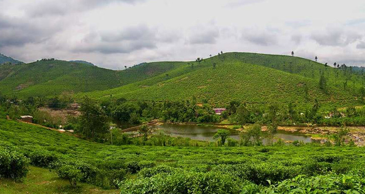 Plantation views at Murikkady