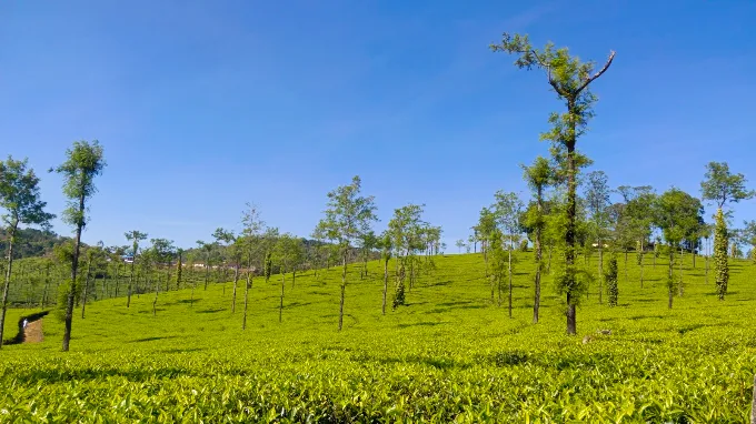 Tea plantations at Vandiperiyar